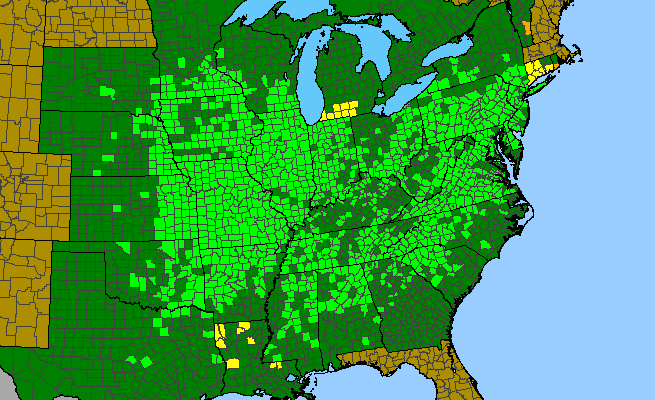 The range of Silene stellata